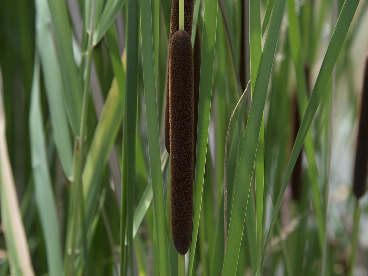 Typha angustifolia